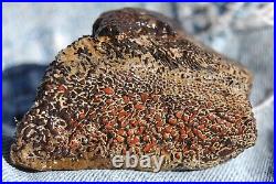 Dinosaur Fossil Chocolate Cream Cake Petrified Jurassic Jewelry Stone 133gr