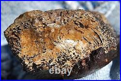 Dinosaur Fossil Chocolate Cream Cake Petrified Jurassic Jewelry Stone 133gr