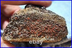 Dinosaur Fossil Chocolate Cream Cake Petrified Jurassic Jewelry Stone 133gr