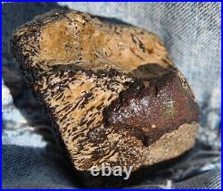 Dinosaur Fossil Chocolate Cream Cake Petrified Jurassic Jewelry Stone 133gr