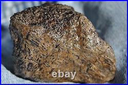 Dinosaur Fossil Chocolate Cream Cake Petrified Jurassic Jewelry Stone 133gr