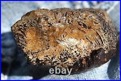 Dinosaur Fossil Chocolate Cream Cake Petrified Jurassic Jewelry Stone 133gr