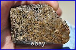 Dinosaur Fossil Chocolate Cream Cake Petrified Jurassic Jewelry Stone 133gr