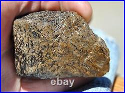 Dinosaur Fossil Chocolate Cream Cake Petrified Jurassic Jewelry Stone 133gr