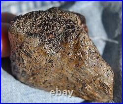 Dinosaur Fossil Chocolate Cream Cake Petrified Jurassic Jewelry Stone 133gr