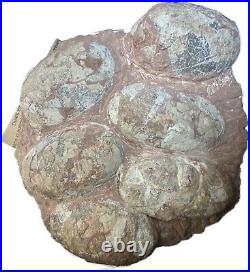 Dinosaur Fossil Egg Nest! Six 3.5 WIDE Eggs! Carnivorous Species! HEAVY Nest