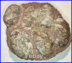 Dinosaur Fossil Egg Nest! Six 3.5 WIDE Eggs! Carnivorous Species! HEAVY Nest