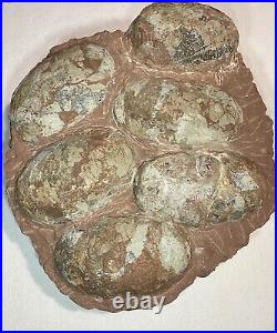 Dinosaur Fossil Egg Nest! Six 3.5 WIDE Eggs! Carnivorous Species! HEAVY Nest