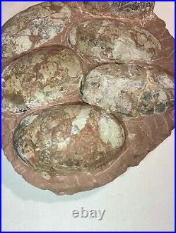 Dinosaur Fossil Egg Nest! Six 3.5 WIDE Eggs! Carnivorous Species! HEAVY Nest