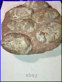 Dinosaur Fossil Egg Nest! Six 3.5 WIDE Eggs! Carnivorous Species! HEAVY Nest