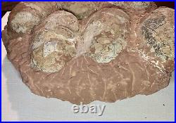 Dinosaur Fossil Egg Nest! Six 3.5 WIDE Eggs! Carnivorous Species! HEAVY Nest