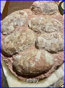 Dinosaur Fossil Egg Nest! Six 3.5 WIDE Eggs! Carnivorous Species! HEAVY Nest