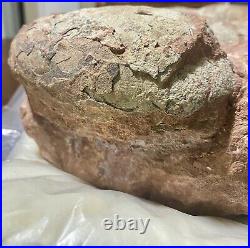 Dinosaur Fossil Egg Nest! Six 3.5 WIDE Eggs! Carnivorous Species! HEAVY Nest