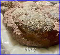 Dinosaur Fossil Egg Nest! Six 3.5 WIDE Eggs! Carnivorous Species! HEAVY Nest