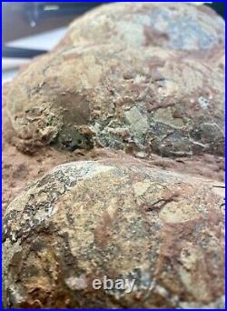 Dinosaur Fossil Egg Nest! Six 3.5 WIDE Eggs! Carnivorous Species! HEAVY Nest