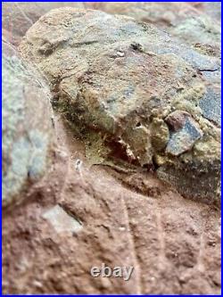 Dinosaur Fossil Egg Nest! Six 3.5 WIDE Eggs! Carnivorous Species! HEAVY Nest