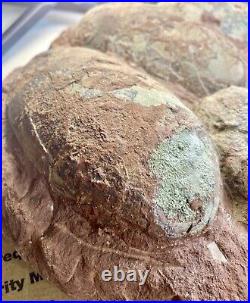 Dinosaur Fossil Egg Nest! Six 3.5 WIDE Eggs! Carnivorous Species! HEAVY Nest