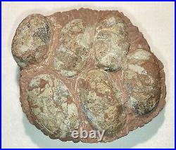 Dinosaur Fossil Egg Nest! Six 3.5 WIDE Eggs! Carnivorous Species! HEAVY Nest