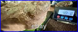 Dinosaur Fossil Egg Nest! Six 3.5 WIDE Eggs! Carnivorous Species! HEAVY Nest