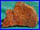 Dinosaur Fossil Gembone Scarlet Hatchet Agatized Petrified Jurassic 46gr-1.6oz