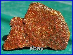 Dinosaur Fossil Gembone Scarlet Hatchet Agatized Petrified Jurassic 46gr-1.6oz