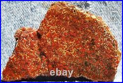 Dinosaur Fossil Gembone Scarlet Hatchet Agatized Petrified Jurassic 46gr-1.6oz