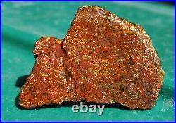 Dinosaur Fossil Gembone Scarlet Hatchet Agatized Petrified Jurassic 46gr-1.6oz