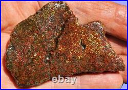 Dinosaur Fossil Gembone Scarlet Hatchet Agatized Petrified Jurassic 46gr-1.6oz