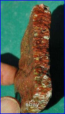 Dinosaur Fossil Gembone Scarlet Hatchet Agatized Petrified Jurassic 46gr-1.6oz