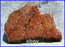 Dinosaur Fossil Gembone Scarlet Hatchet Agatized Petrified Jurassic 46gr-1.6oz