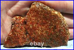 Dinosaur Fossil Gembone Scarlet Hatchet Agatized Petrified Jurassic 46gr-1.6oz