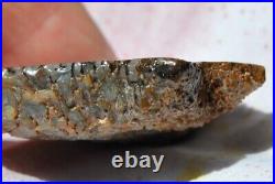 Dinosaur Fossil Golden Blue Boy Petrified Jurassic Gem Jewelry Stone 27gr-1oz