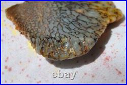 Dinosaur Fossil Golden Blue Boy Petrified Jurassic Gem Jewelry Stone 27gr-1oz