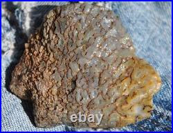 Dinosaur Fossil Golden Blue Boy Petrified Jurassic Gem Jewelry Stone 27gr-1oz