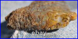 Dinosaur Fossil Golden Blue Boy Petrified Jurassic Gem Jewelry Stone 27gr-1oz