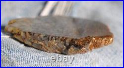 Dinosaur Fossil Golden Blue Boy Petrified Jurassic Gem Jewelry Stone 27gr-1oz