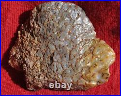 Dinosaur Fossil Golden Blue Boy Petrified Jurassic Gem Jewelry Stone 27gr-1oz