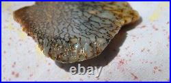 Dinosaur Fossil Golden Blue Boy Petrified Jurassic Gem Jewelry Stone 27gr-1oz