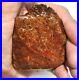 Dinosaur Fossil Golden Scarlet Lust Gem Bone Agatized Petrified 151gr-5.3oz