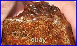 Dinosaur Fossil Golden Scarlet Lust Gem Bone Agatized Petrified 151gr-5.3oz