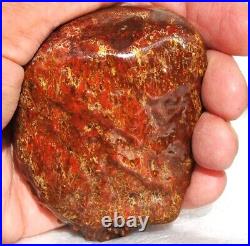 Dinosaur Fossil Golden Scarlet Lust Gem Bone Agatized Petrified 151gr-5.3oz