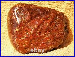 Dinosaur Fossil Golden Scarlet Lust Gem Bone Agatized Petrified 151gr-5.3oz