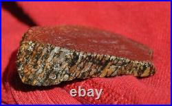 Dinosaur Fossil Halloween Suprise Jurassic Petrified Jewelry Stone 21gr-1oz