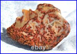 Dinosaur Fossil Halloween Suprise Jurassic Petrified Jewelry Stone 21gr-1oz