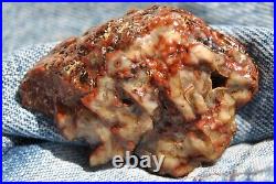 Dinosaur Fossil Halloween Suprise Jurassic Petrified Jewelry Stone 21gr-1oz