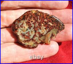 Dinosaur Fossil Halloween Suprise Jurassic Petrified Jewelry Stone 21gr-1oz