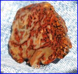 Dinosaur Fossil Halloween Suprise Jurassic Petrified Jewelry Stone 21gr-1oz