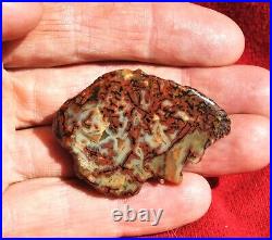 Dinosaur Fossil Halloween Suprise Jurassic Petrified Jewelry Stone 21gr-1oz