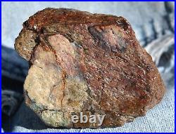 Dinosaur Fossil MAGA Red Jurassic Petrified Jewelry Agatized Stone 205gr-7.3oz