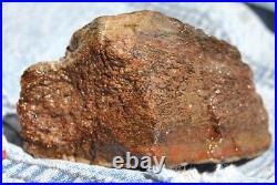 Dinosaur Fossil MAGA Red Jurassic Petrified Jewelry Agatized Stone 205gr-7.3oz